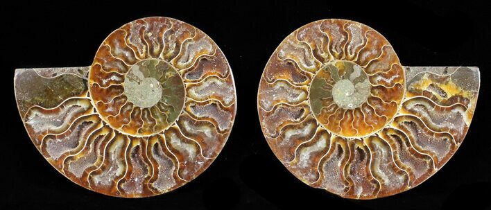 Polished Ammonite Pair - Agatized #56272